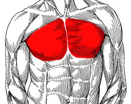 Where is the pectoralis major located?
